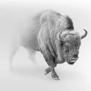 L'image du bison dans la composition de départ